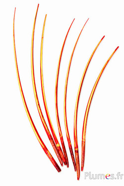 Cigno calamo - 25-30 cm - rosso-giallo